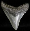 Bargain Megalodon Tooth - South Carolina #18420-1